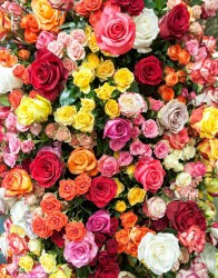 Фотообои красочные розы